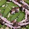 Schmuck-Set Lei, Nahaufnahme Kette und Ohrringe