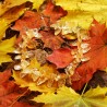 Halskette Indian Summer, Gesamtansicht