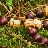 Schmuck-Set Hänsel und Gretel, Nahaufnahme der Perlen aus getrocknetem Brot