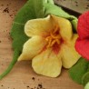 Halskette Kesse Kresse, Detailansicht einer handgefilzten Kresseblüte in gelb