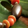 Armband Visola, Nahaufnahme der Visola-, Tagua- und Açaí-Samenperlen rechts