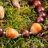 Schmuck-Set Haselnüßchen, Nahaufnahme der echten Haselnüsse als Blickfang der Halskette