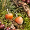 Schmuck-Set Haselnüßchen, Nahaufnahme der Ohrringe aus echten Haselnüssen